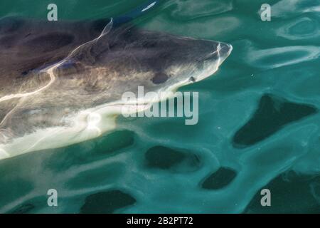 Hai schwimmt unter Wasser, Draufsicht, Nahaufnahme. Großer Weißer Hai (Carcharodon Carcharias) im Wasser des Pazifischen Ozeans nahe den Küsten von Südafric Stockfoto