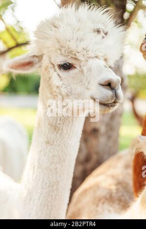 Süße Alpaka mit lustiger Gesichtsentspannung auf der Ranch im Sommertag. Heimische Alpakas weiden auf der Weide in naturbelassener Ökofarm, ländlicher Hintergrund. Tierpflege und ökologisches Anbaukonzept Stockfoto