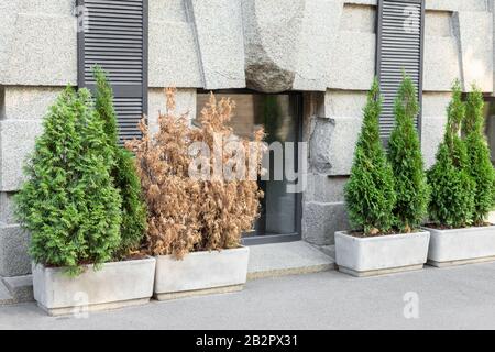 Hellgrün wachsende und braune trockene tote Thujas schruben in großen Betontöpfen am Gehweg gegen graue Gebäudewand auf den Straßen der Stadt im Freien. Pflanzen Stockfoto