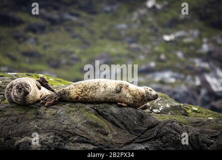 Schottische Felldichtungen, die auf Küstensteinen ruhen. Stockfoto