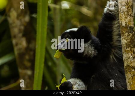 Schwarzer Lemur madagaskar isst Blätter Stockfoto