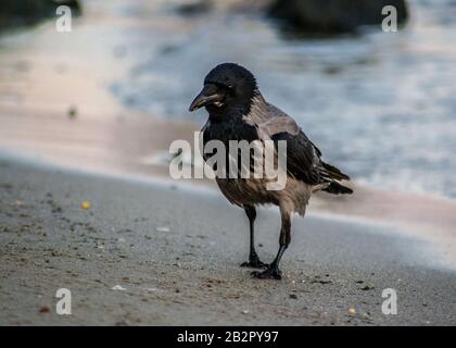 Corvus Cornix oder Hoodie mit eingehauenen Krähen am Strand. Eurasischer schwarzer und grauer Vogel, der auf dem Sand spielt Stockfoto