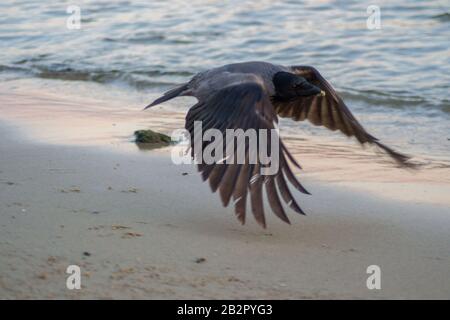 Fliegender Vogel - Kapuzenruh Corvus Cornix oder Hoodie über das Wasser am Strand. Eurasische schwarze und graue Vogelbewegung Stockfoto