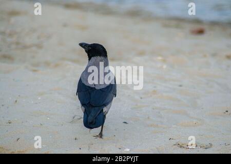 Corvus Cornix oder Hoodie mit eingehauenen Krähen am Strand. Eurasischer schwarzer und grauer Vogel, der auf dem Sand spielt Stockfoto