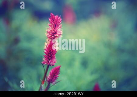 Schöne Fee verträumte zauberhafte pinkfarbene lilafarbene Zölia-Argentea-Blume auf grünem Hintergrund. Düsterer Kunst-Moody mit Blumenmuster. Hintergrundtapete mit natürlichem Blumenmuster. Getont Stockfoto