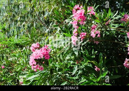 Pink blühende Neriumoleder im Garten an sonnigen Tagen. Stockfoto
