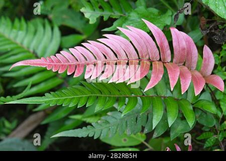 Fern mit rosafarbenen Blättern in Costa Rica Stockfoto