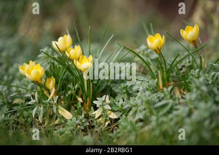 Frühe Krokusse in voller Sonne Stockfoto