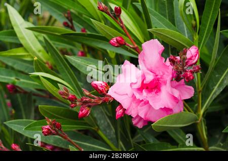 Pink blühende Neriumoleder im Garten an sonnigen Tagen. Stockfoto