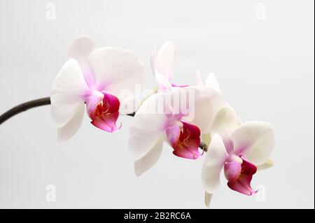 Große lila grüne Orchideenblätter auf weißem Grund. Perfekt für eine Ferienkarte Stockfoto