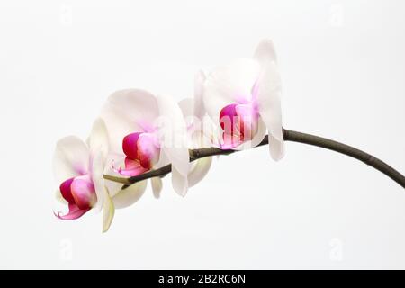 Große lila grüne Orchideenblätter auf weißem Grund. Perfekt für eine Ferienkarte Stockfoto