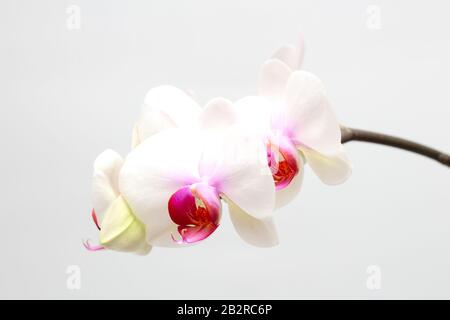Große lila grüne Orchideenblätter auf weißem Grund. Perfekt für eine Ferienkarte Stockfoto