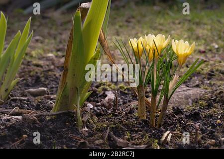 Frühe Krokusse in voller Sonne Stockfoto
