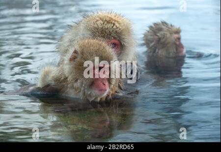 Familie japanischer Makaken im Wasser natürlicher heißer Quellen. Der japanische Makak ( wissenschaftlicher Name: Macaca fuscata), auch Schneemonke genannt Stockfoto