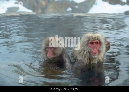 Familie japanischer Makaken im Wasser natürlicher heißer Quellen. Der japanische Makak ( wissenschaftlicher Name: Macaca fuscata), auch Schneemonke genannt Stockfoto