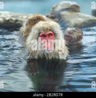 Familie japanischer Makaken im Wasser natürlicher heißer Quellen. Der japanische Makak ( wissenschaftlicher Name: Macaca fuscata), auch Schneemonke genannt Stockfoto