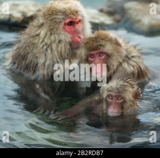 Familie japanischer Makaken im Wasser natürlicher heißer Quellen. Der japanische Makak ( wissenschaftlicher Name: Macaca fuscata), auch Schneemonke genannt Stockfoto