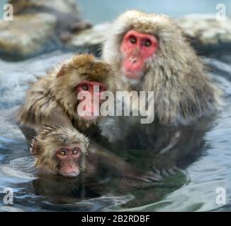 Familie japanischer Makaken im Wasser natürlicher heißer Quellen. Der japanische Makak ( wissenschaftlicher Name: Macaca fuscata), auch Schneemonke genannt Stockfoto