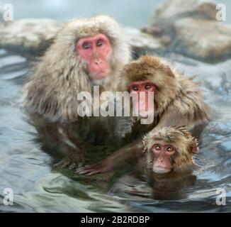 Familie japanischer Makaken im Wasser natürlicher heißer Quellen. Der japanische Makak ( wissenschaftlicher Name: Macaca fuscata), auch Schneemonke genannt Stockfoto