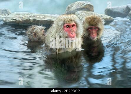 Familie japanischer Makaken im Wasser natürlicher heißer Quellen. Der japanische Makak ( wissenschaftlicher Name: Macaca fuscata), auch Schneemonke genannt Stockfoto