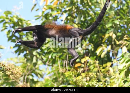 Der heulende Affe springt in den Dschungelhimmel Stockfoto