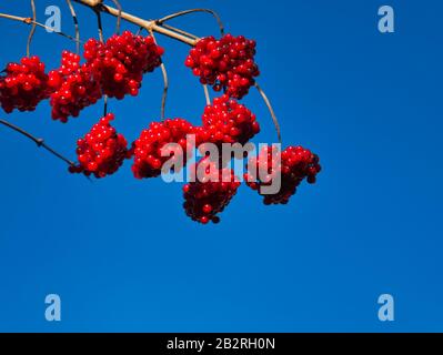 Ein gewöhnlicher Schneeball mit den roten Früchten im Winter vor blauem Himmel Stockfoto