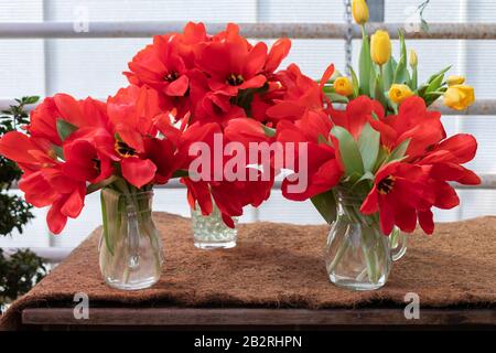 Bunte rote Frühling lebendige frische Tulpen im Vasenhintergrund, Gartenarbeit, 8. März, Ostern, Mutter- und Frauentags Grußkonzept Stockfoto