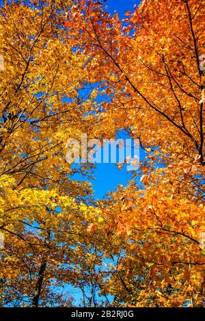 Bromont, Kanada - 14. Oktober 2019: Bunte Herbstansicht im Bromont-Mount in Quebec Kanada Stockfoto