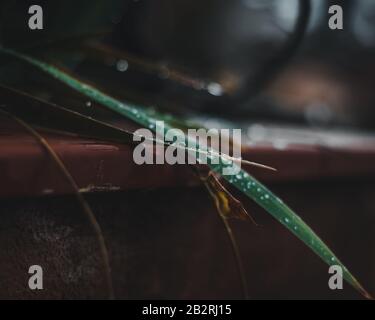 Nahaufnahme von Wassertropfen auf dem Urlaub einer Pflanze Stockfoto