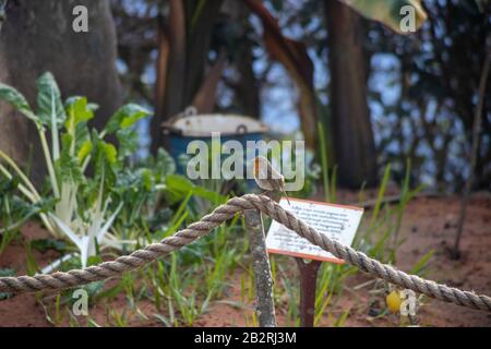 St. Austell, Großbritannien. Februar 2020. Robin saß auf einer Seilbarriere beim Eden Project, Cornwall. Stockfoto