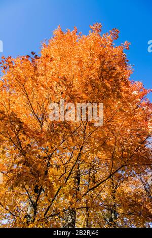 Bromont, Kanada - 14. Oktober 2019: Bunte Herbstansicht im Bromont-Mount in Quebec Kanada Stockfoto