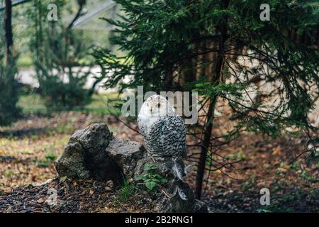 Schneeeule Stockfoto