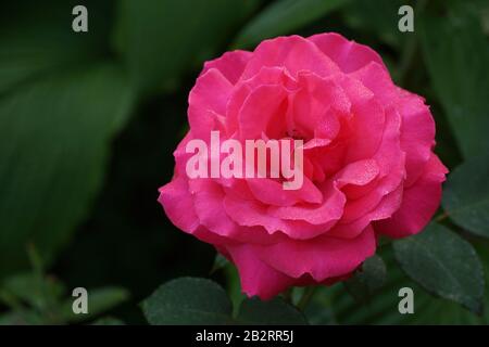 Mullard Jubilee schöne Krimson stand in der Nähe. Eine Blume, in einem Garten in natürlichen Bedingungen inmitten von Grün, unter freiem Himmel. Stockfoto