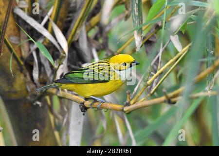 Silbergezwirnter tanager (Tangara icterocephala) in Costa Rica Stockfoto