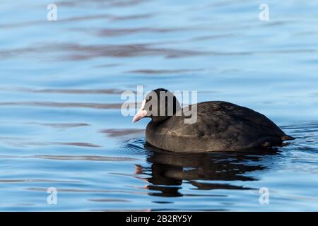 Schwarzer amerikanischer Ruß, der tagsüber in einem See schwimmend ist Stockfoto