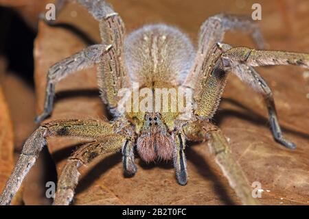 Brazilian Wandering Spider Stockfoto