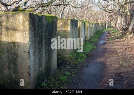 Panzerabwehrblöcke aus dem Zweiten Weltkrieg, Harestanes Wood, Aberlady, East Lothian, Schottland, VEREINIGTES KÖNIGREICH Stockfoto