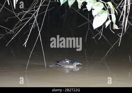 Sungrebe, amerikanischer Finfuß, Heliornis fulica Stockfoto