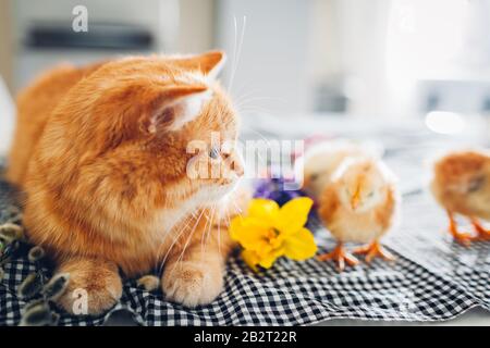 Osterhuhn spielt mit freundlicher Katze. Kleine tapfere Küken, die mit Ingwerkatze zwischen Blumen und Ostereiern spazieren gehen. Stockfoto