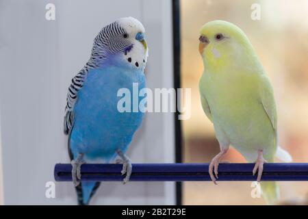 Auf einem Ast sitzen zwei innengewellte Papageien. Vögel Stockfoto