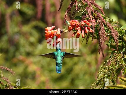 Vulkan Hummingbird in Costa Rica Stockfoto