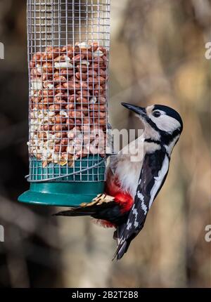 Nahaufnahme von Great Spotted Woodpecker Fütterung von einem Vogelzubringer in Wiltshire, Großbritannien Stockfoto
