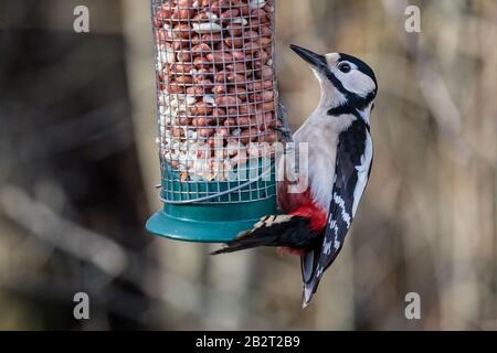 Nahaufnahme von Great Spotted Woodpecker Fütterung von einem Vogelzubringer in Wiltshire, Großbritannien Stockfoto