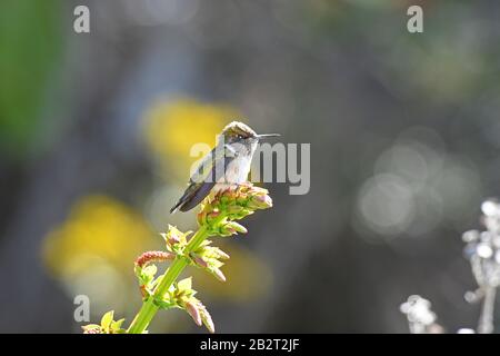 Vulkankolibris, Selasphorus flammla Stockfoto