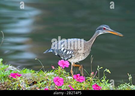 Sonnenbittern (Eurypyga helias) Stockfoto