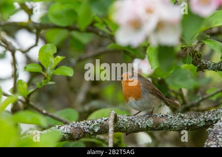 Robin [ Erithacus rubecula ] zieht sich in einen Apfelbaum Stockfoto