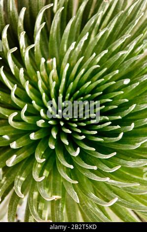 Nahaufnahme der Seidenraupenpflanze "ahinahina" ("sehr grau") auf Maui, Hawaii. Stockfoto