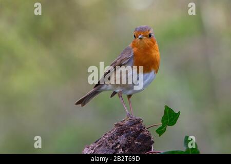 Robin [ Erithacus rubecula ] auf Baumstumpf mit Efeue Stockfoto