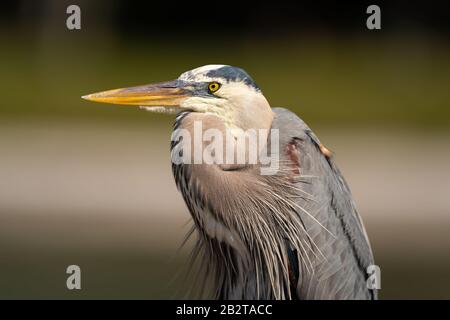 Great Blue Heron Stockfoto