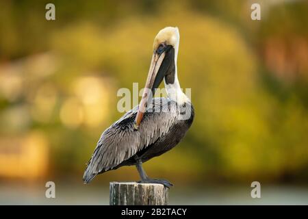 Great Blue Heron Stockfoto